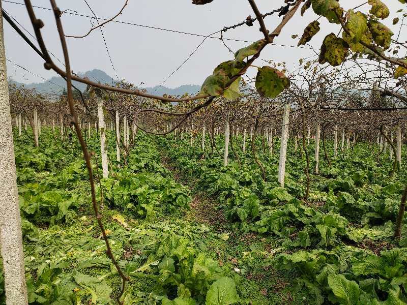 精品儿菜小心子，无红头无空心