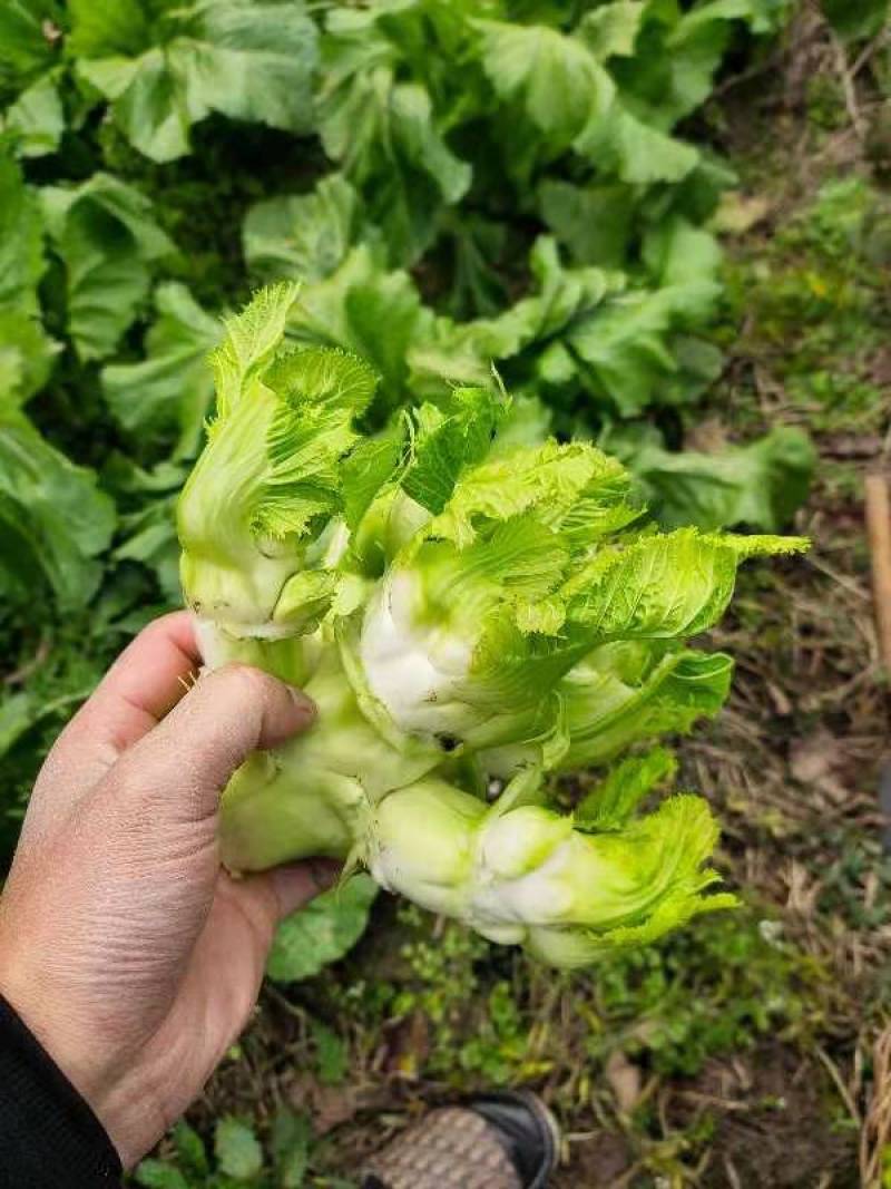精品儿菜小心子，无红头无空心