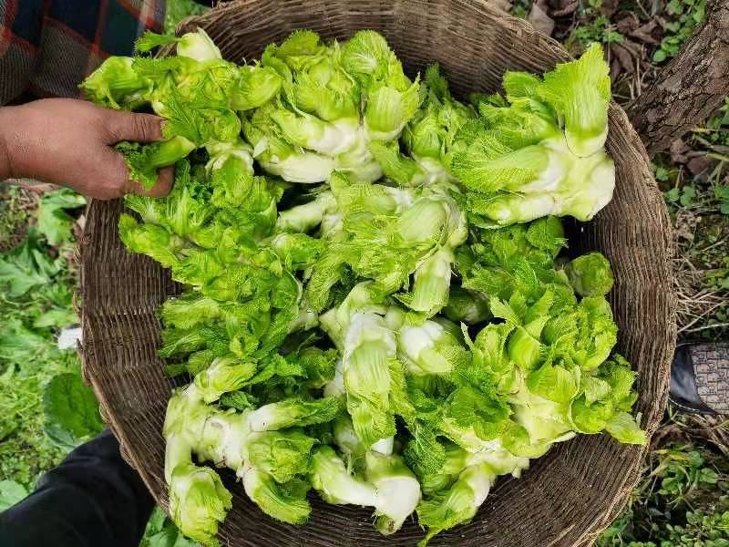 精品儿菜小心子，无红头无空心