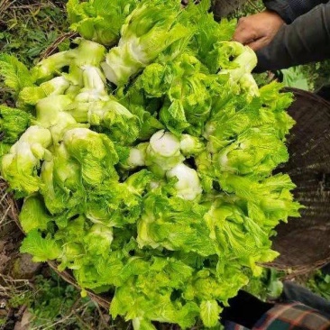 精品儿菜小心子，无红头无空心