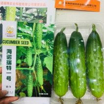 强雌性黄瓜种子大刺瘤旱黄瓜种籽瓜色淡绿瓜条顺直高产