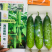 强雌性黄瓜种子大刺瘤旱黄瓜种籽瓜色淡绿瓜条顺直高产