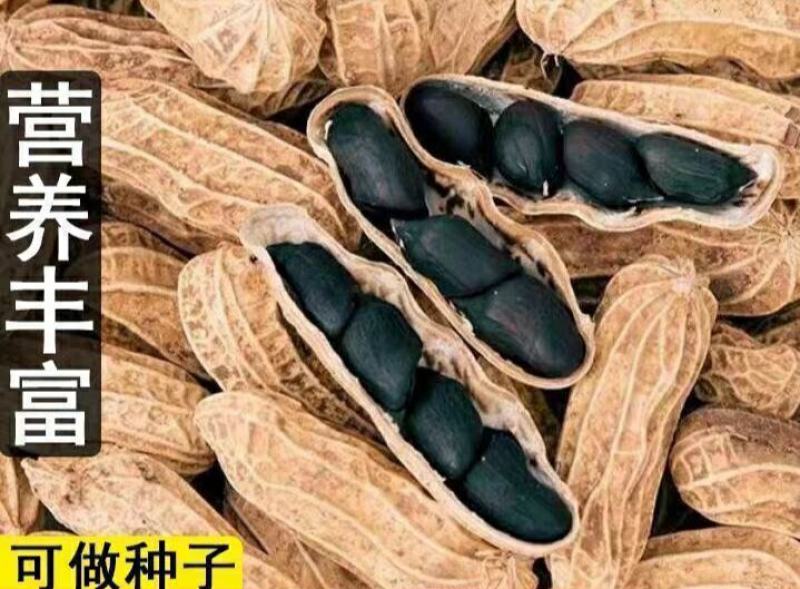 生熟黑花生富硒黑花生农家自产晒干带壳黑花生可以做种