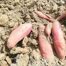 产地红薯供应，西瓜红，大叶红，加工薯三两起步，大量供应