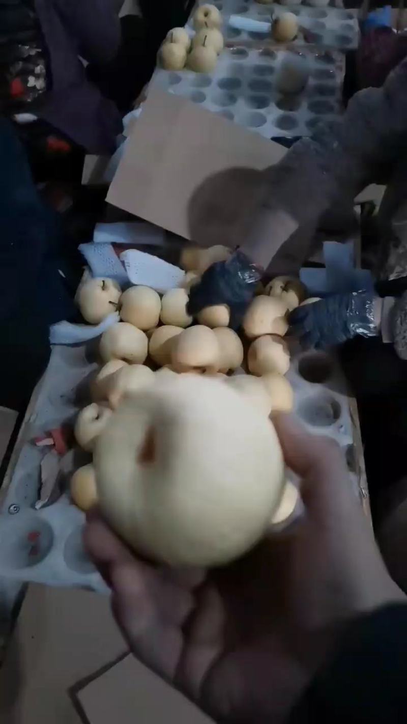精品酥梨，冷库酥梨，果面干净，口感好，质量保证，欢迎来电咨询