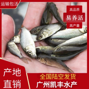 鲤鱼苗稻田鲤鱼苗放生鲤鱼苗各种规格大量供应