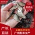鲤鱼苗稻田鲤鱼苗放生鲤鱼苗各种规格大量供应