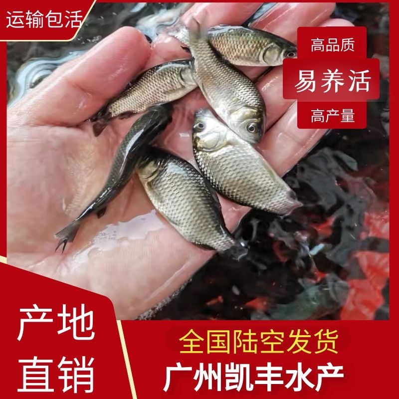鲤鱼苗稻田鲤鱼苗放生鲤鱼苗各种规格大量供应
