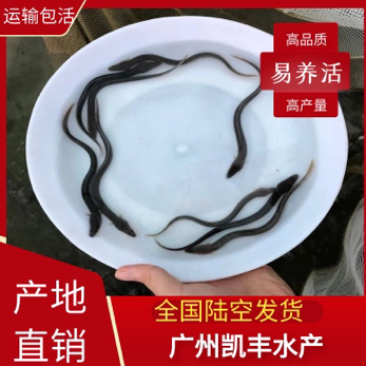 淡水鳗鱼苗白鳝鱼苗白鳗鱼苗河鳗鱼苗鱼苗活体