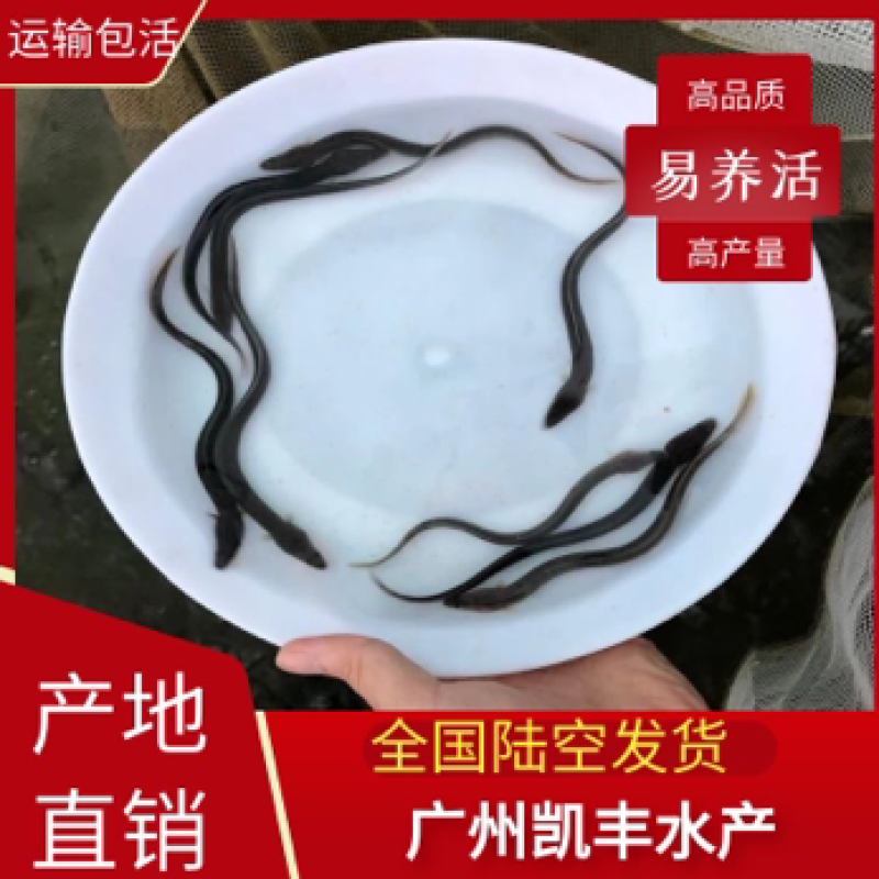 淡水鳗鱼苗白鳝鱼苗白鳗鱼苗河鳗鱼苗鱼苗活体
