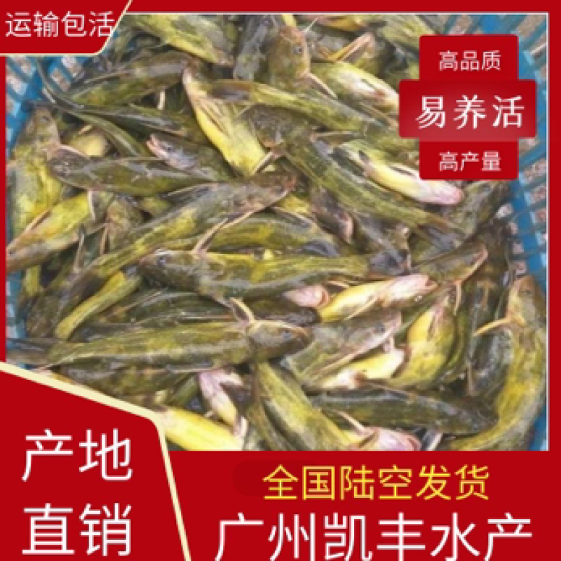 黄骨鱼苗黄辣丁鱼苗杂交黄骨鱼苗全雄黄骨鱼苗
