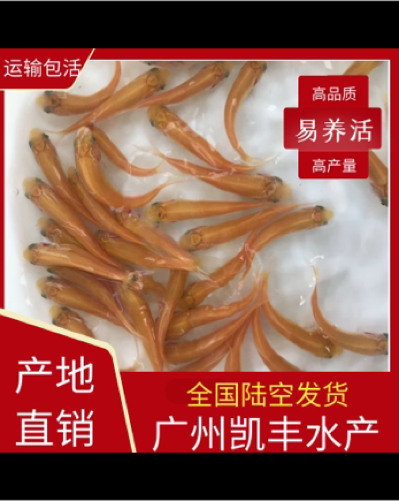金丝草鱼苗金丝鲩鱼苗抗病毒活体鱼苗大量供应