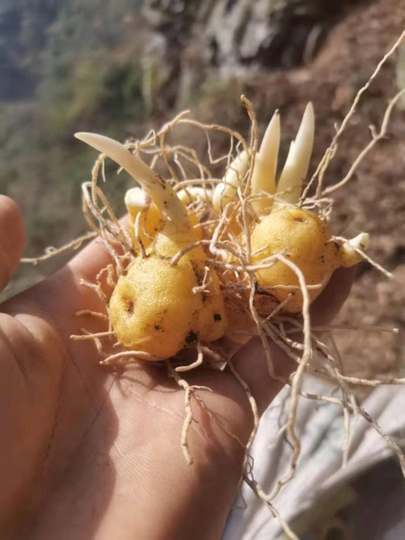 黄精种苗鸡头黄精红花滇黄精苗姜型黄精苗