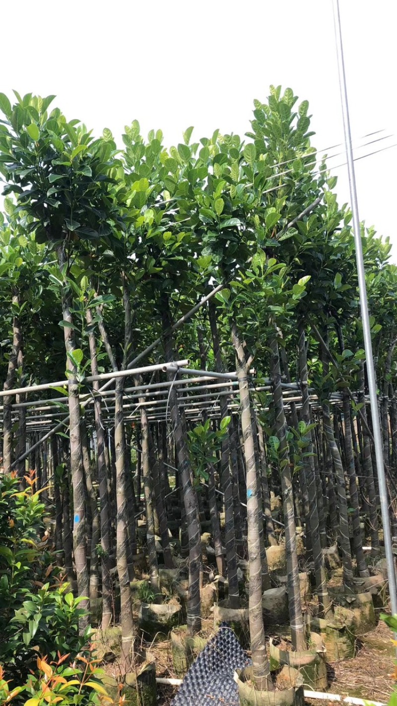 菠萝蜜树苗