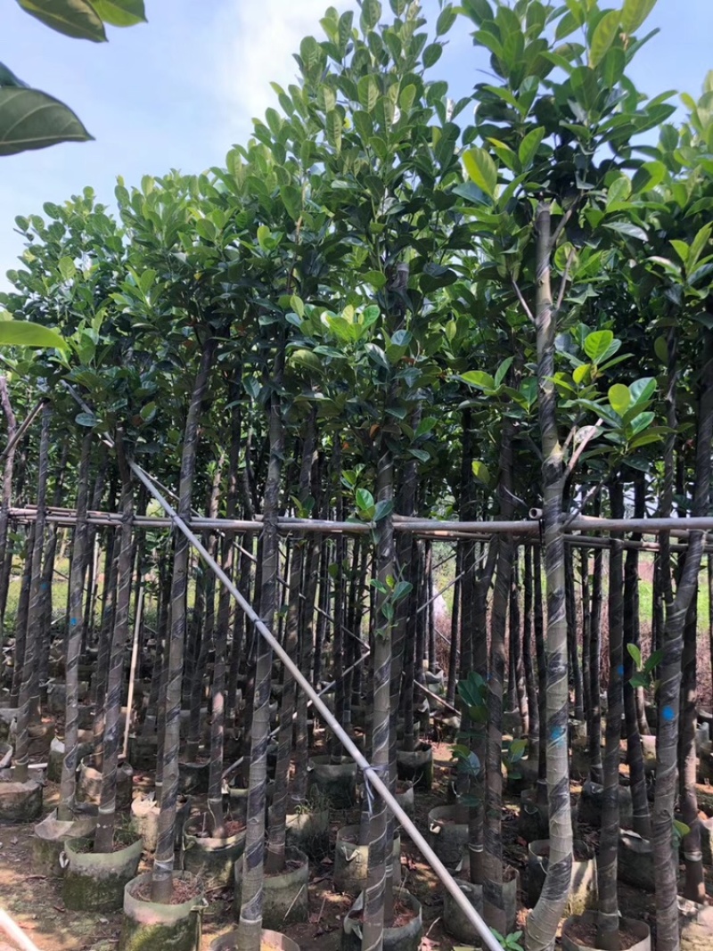 菠萝蜜树苗