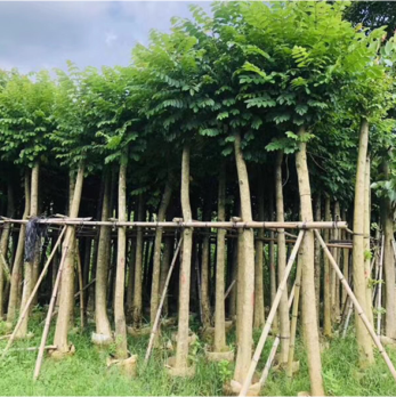 火焰木澳洲火焰木4-30分低价出售