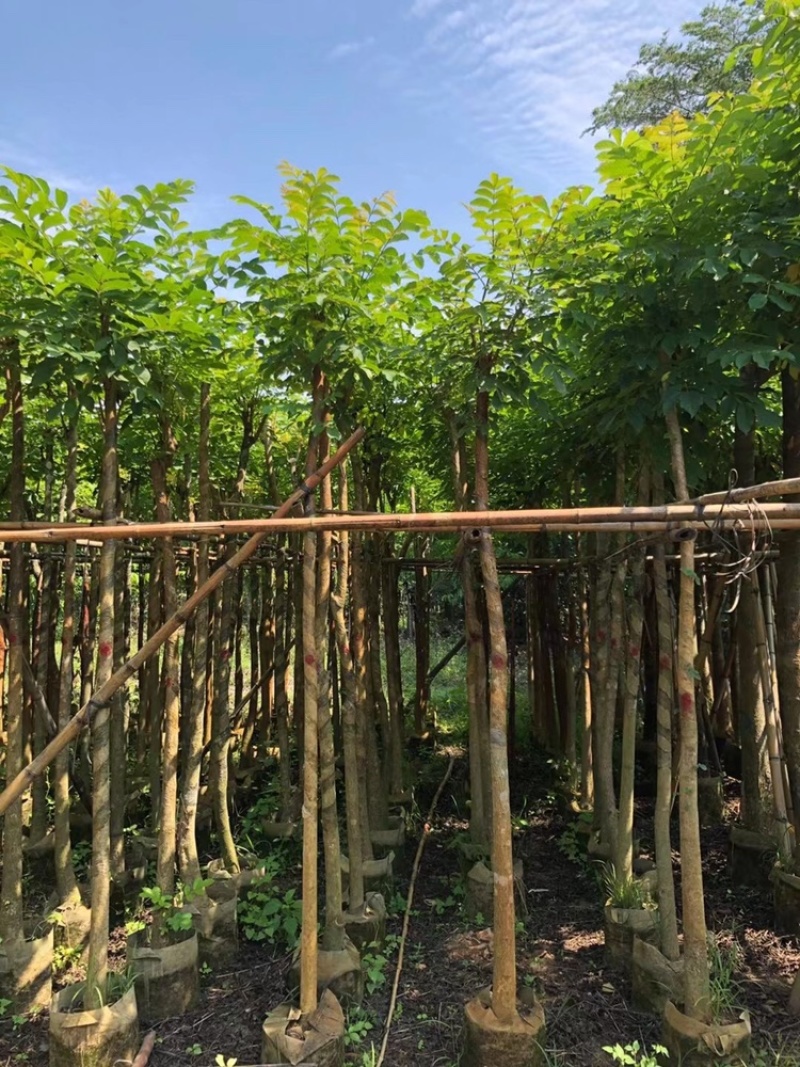 火焰木澳洲火焰木4-30分低价出售