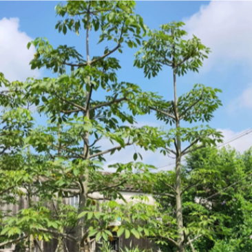 英雄树红花木棉美丽木棉。美人树10-50分