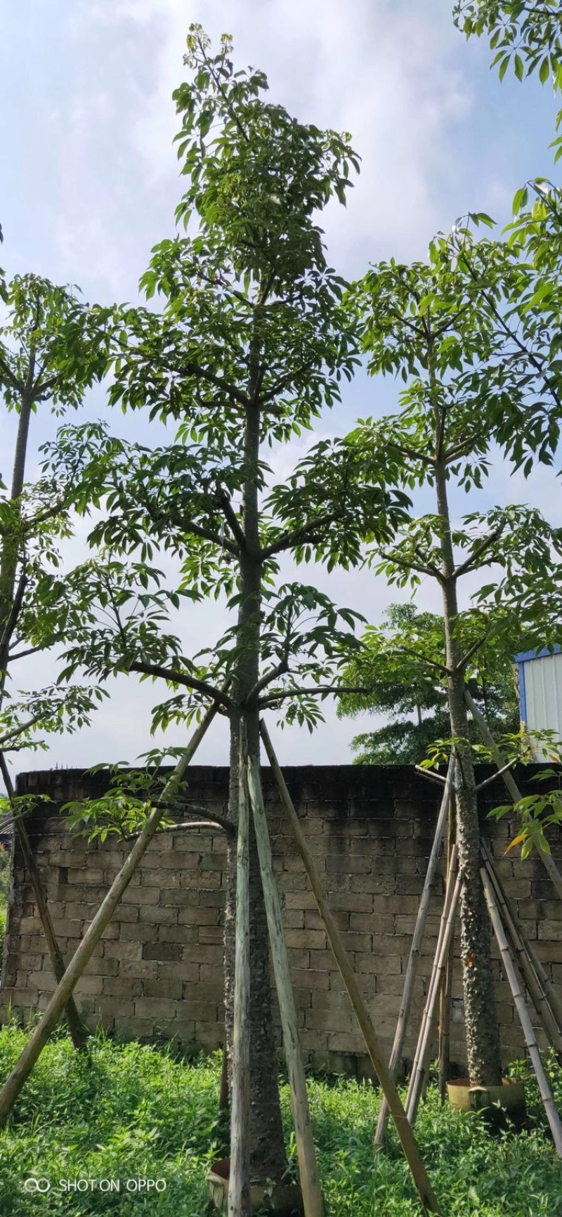 英雄树红花木棉美丽木棉。美人树10-50分