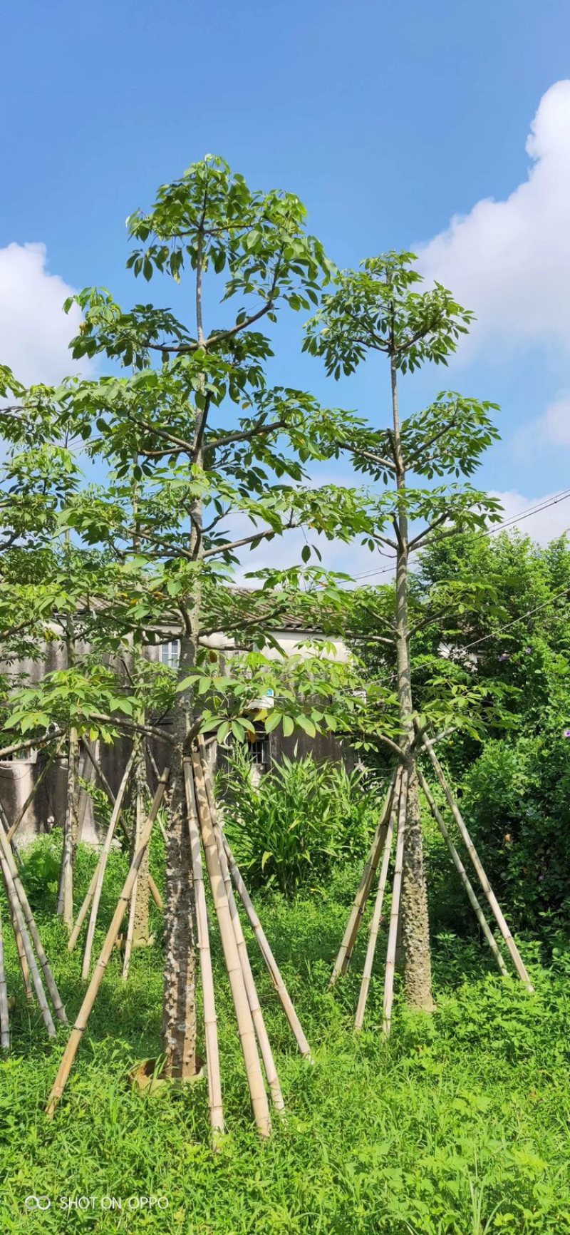 英雄树红花木棉美丽木棉。美人树10-50分