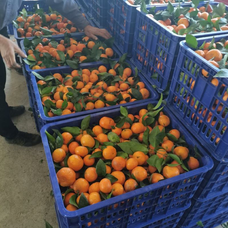 正宗清远沙糖桔，鲜甜可口，皮薄多汁色泽靓，