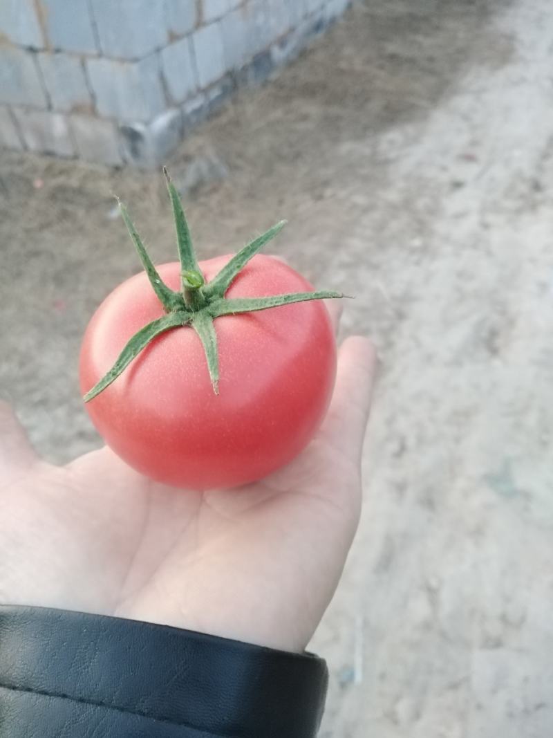 优质硬粉西红柿量大货源充足果型圆整，果面光滑，