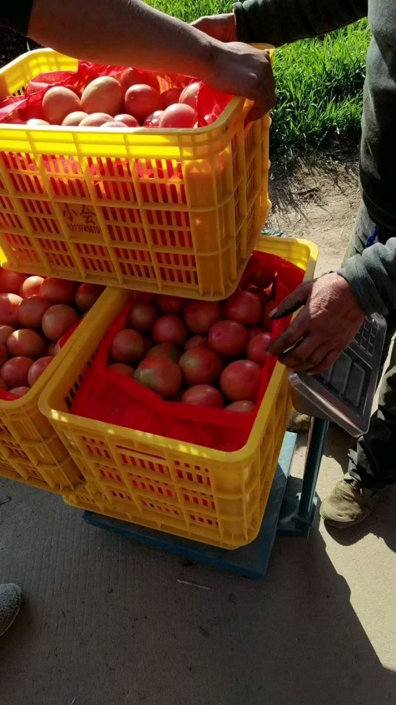 优质硬粉西红柿量大货源充足果型圆整，果面光滑，