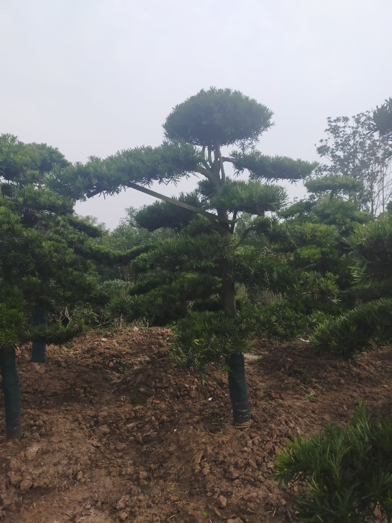 小叶女贞造型，河南潢川县友好苗圃场专业培育各种造型。