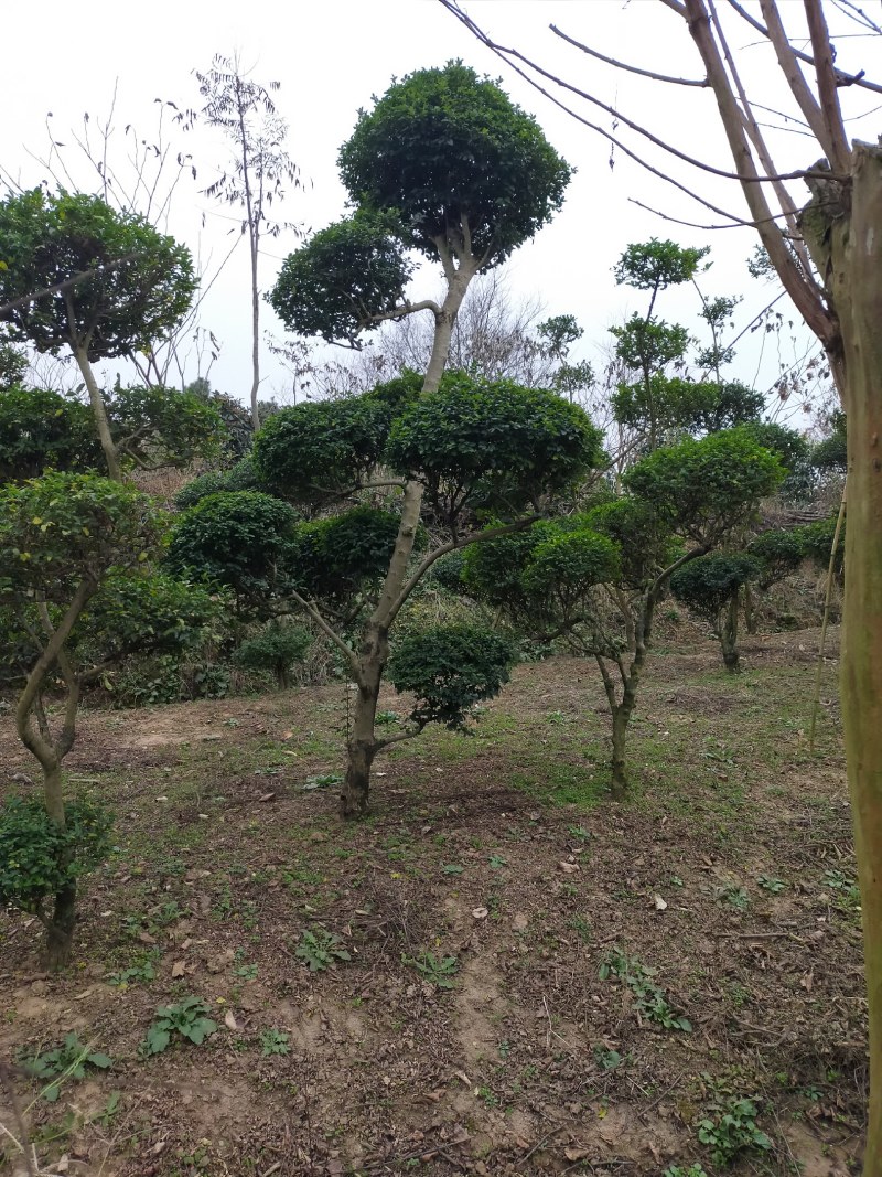 小叶女贞造型，河南潢川县友好苗圃场专业培育各种造型。