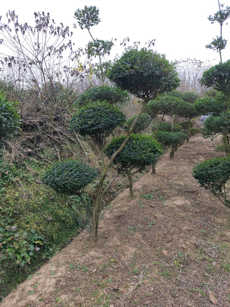 小叶女贞造型，河南潢川县友好苗圃场专业培育各种造型。