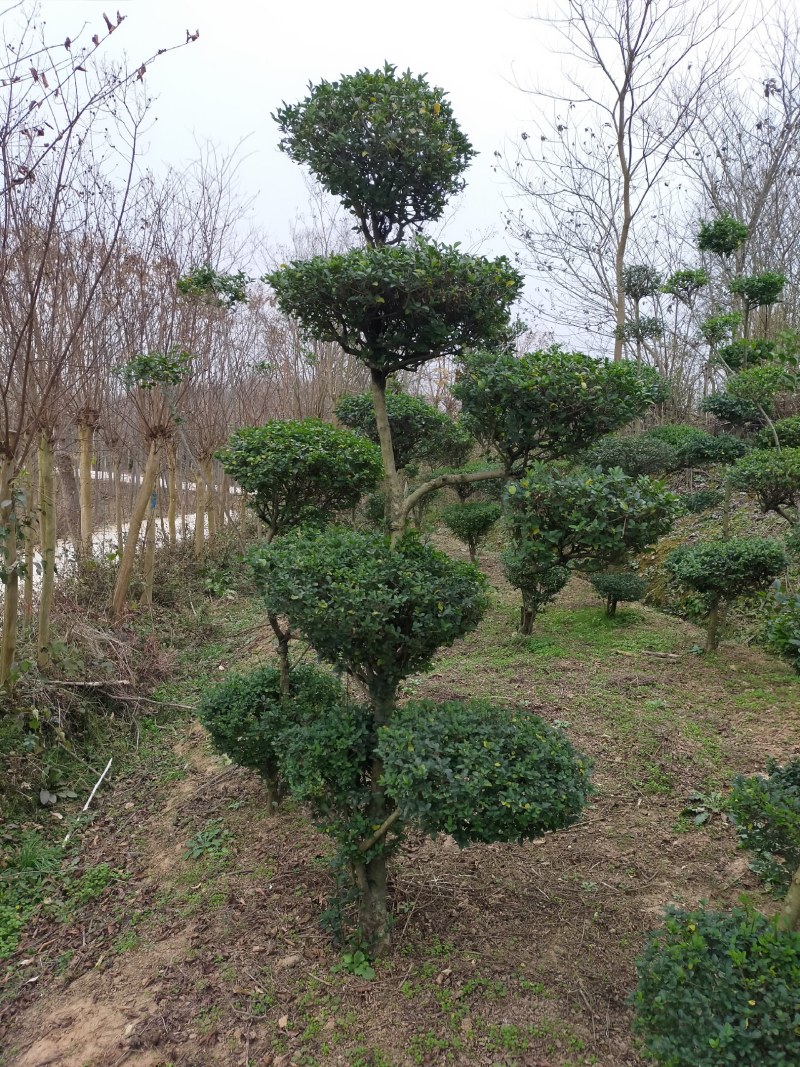 小叶女贞造型，河南潢川县友好苗圃场专业培育各种造型。