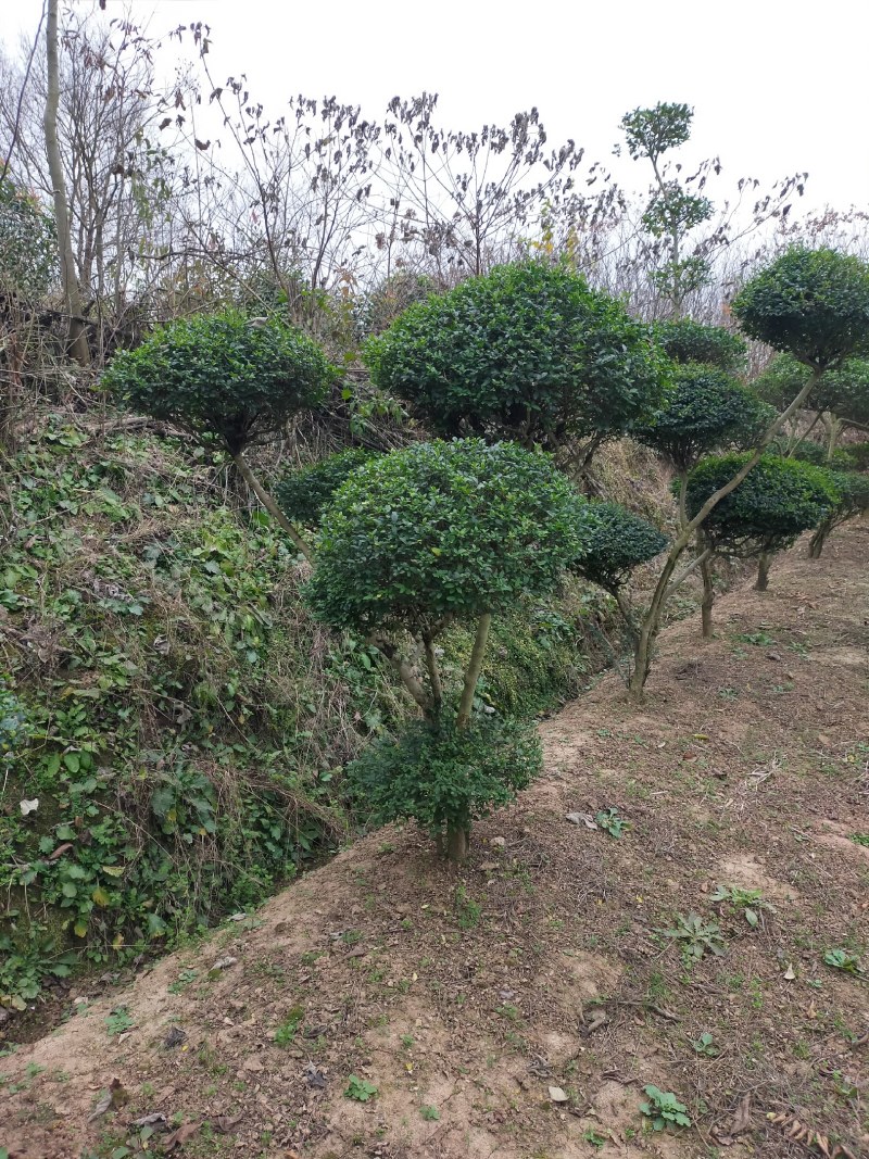 小叶女贞造型，河南潢川县友好苗圃场专业培育各种造型。