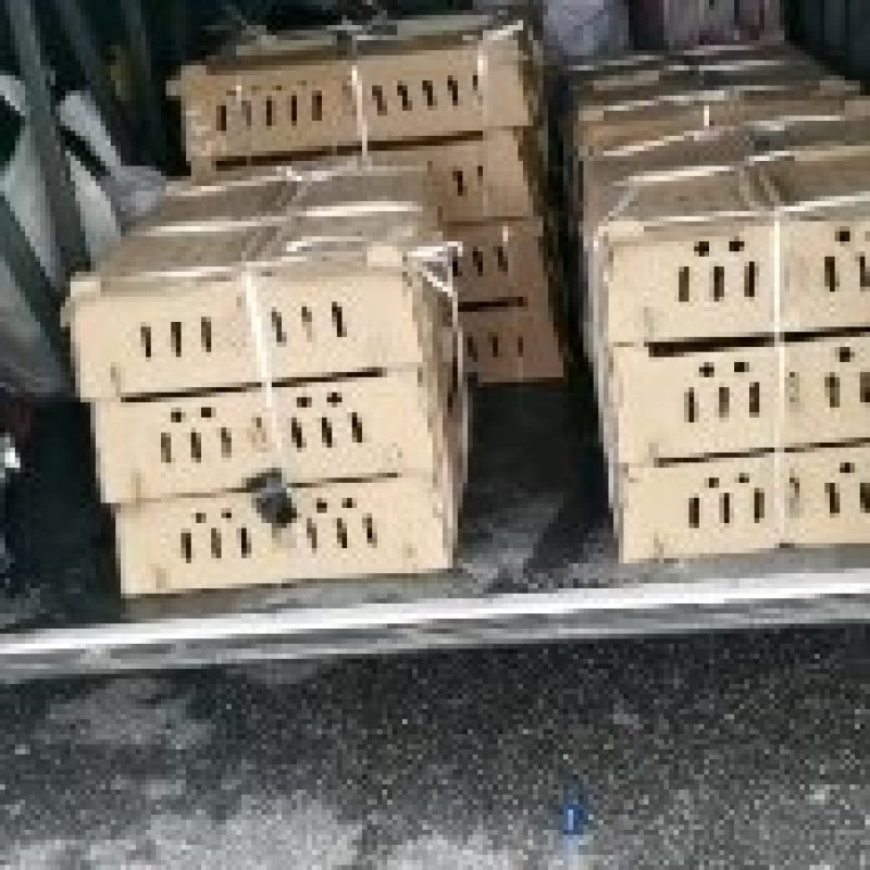 优选绿壳蛋鸡苗麻羽黑羽高产绿壳蛋鸡苗直供优质品种包打疫苗