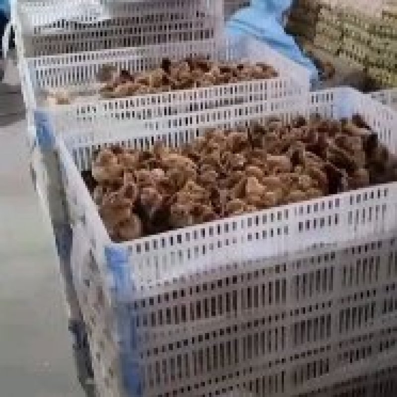 优选绿壳蛋鸡苗麻羽黑羽高产绿壳蛋鸡苗直供优质品种包打疫苗