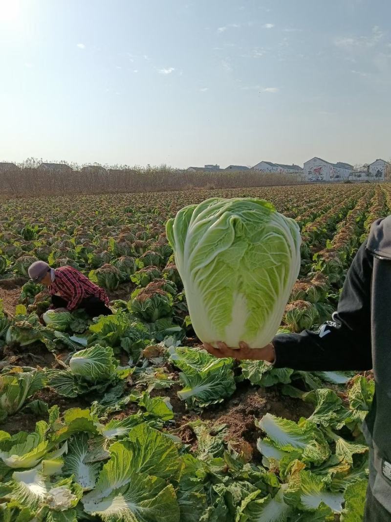 河南白菜青杂三号白菜品质保证，产地直供，诚信合作。