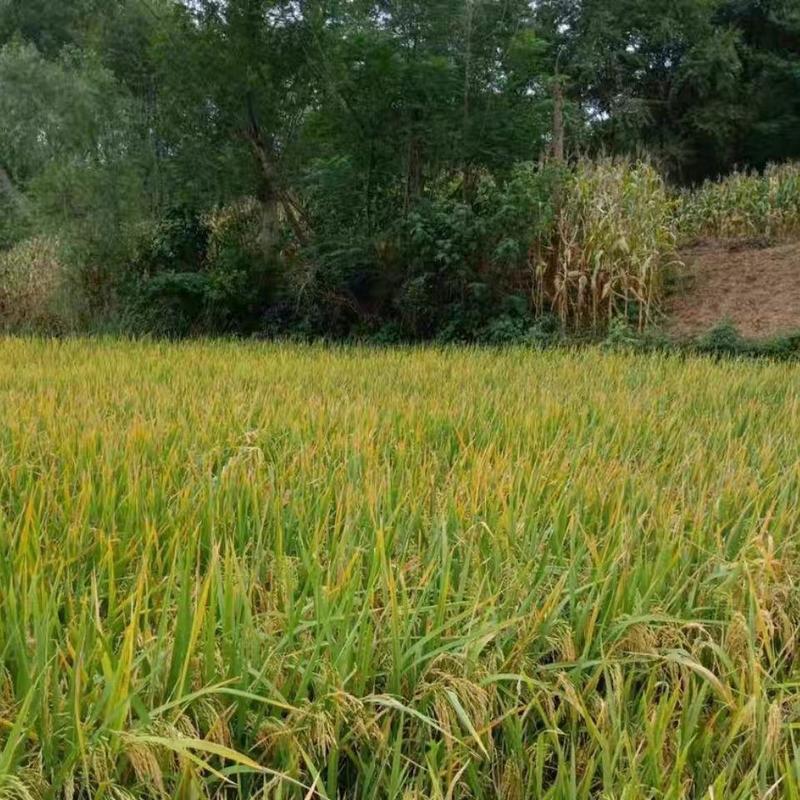 汉中大米长粒香米货源充足量大从优可视频看货