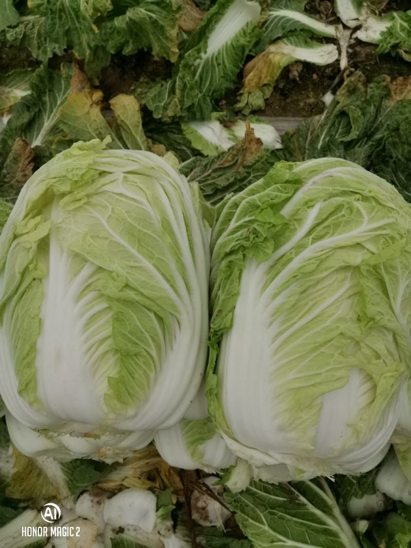 商丘白菜精品夏阳白菜产地直供，品质保证，欢迎来电。
