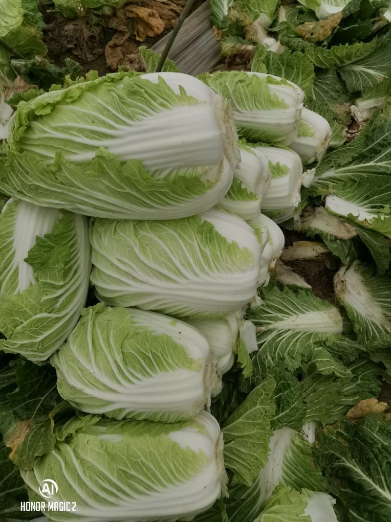 商丘白菜精品夏阳白菜产地直供，品质保证，欢迎来电。