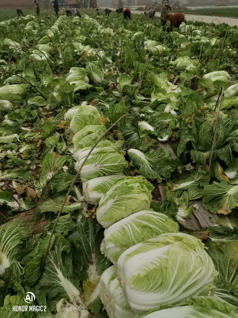 商丘白菜精品夏阳白菜产地直供，品质保证，欢迎来电。