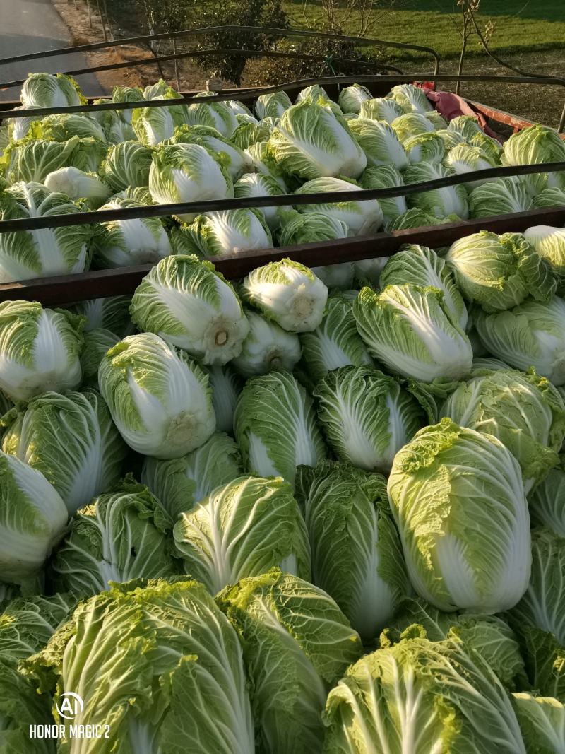商丘白菜精品夏阳白菜产地直供，品质保证，欢迎来电。