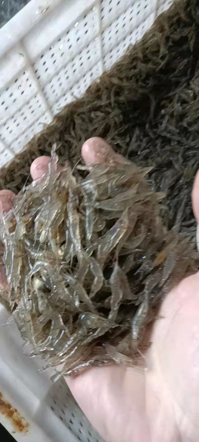水产米虾新鲜干净白米虾小野鱼大量出售米虾