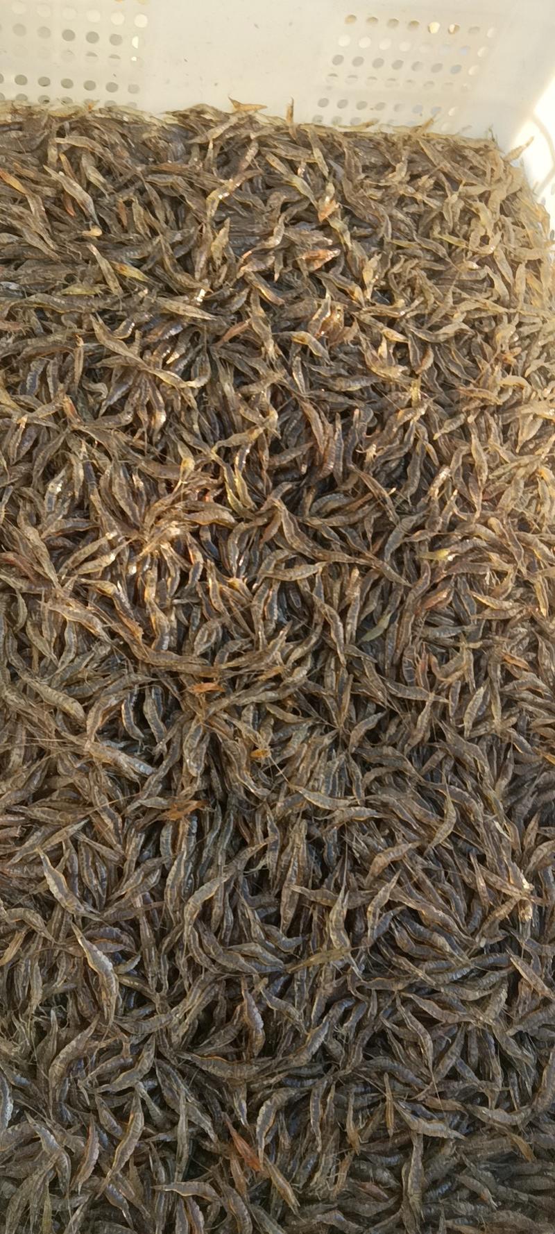水产米虾新鲜干净白米虾小野鱼大量出售米虾