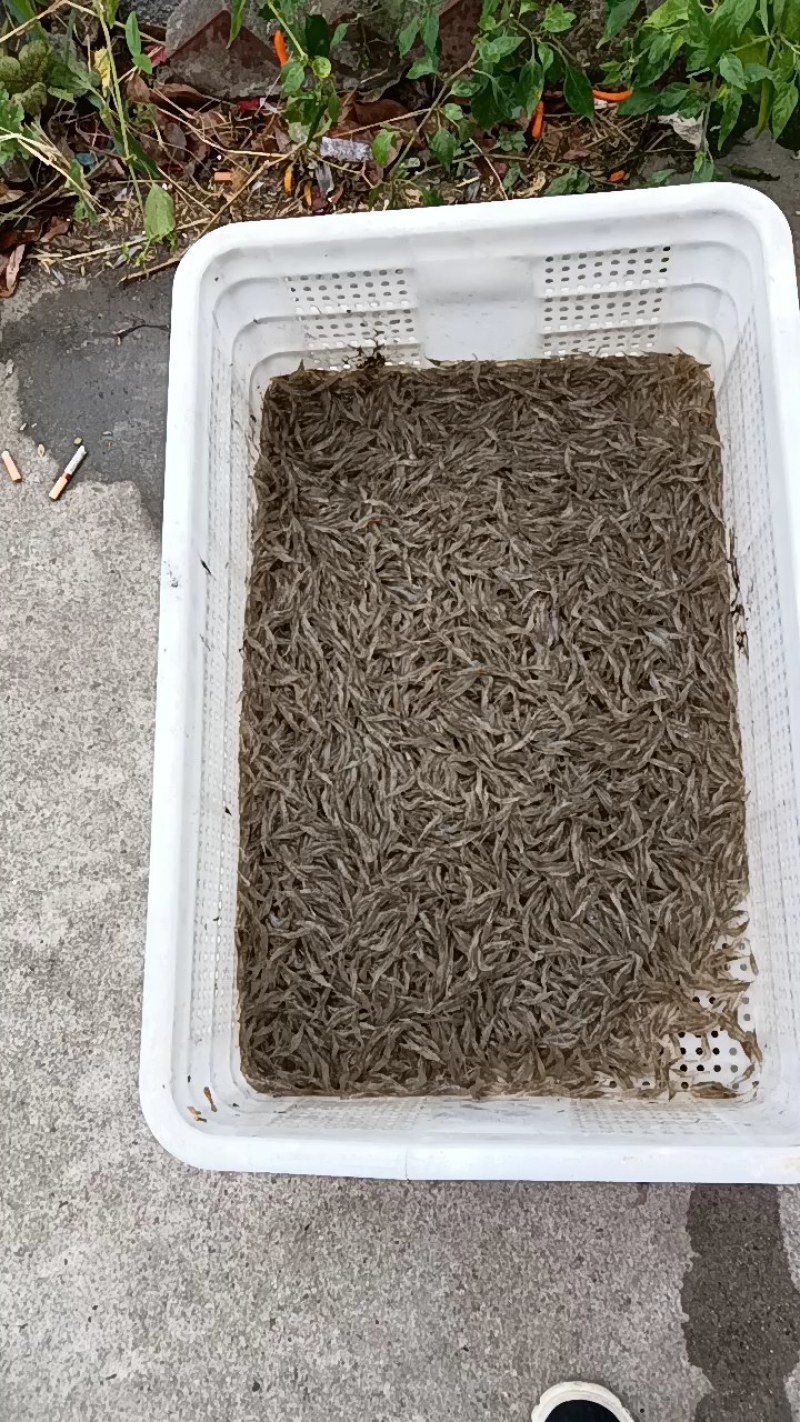 水产米虾新鲜干净白米虾小野鱼大量出售米虾