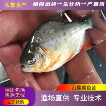 鲳鱼苗红鲳鱼苗白鲳鱼面淡水白鲳鱼苗活体包邮