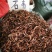 石韦中草野生中药材石苇草新鲜干货小叶石苇刀口药金星草石伟