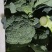 西兰花大量上市，有需要联系，产地直供，物美价廉