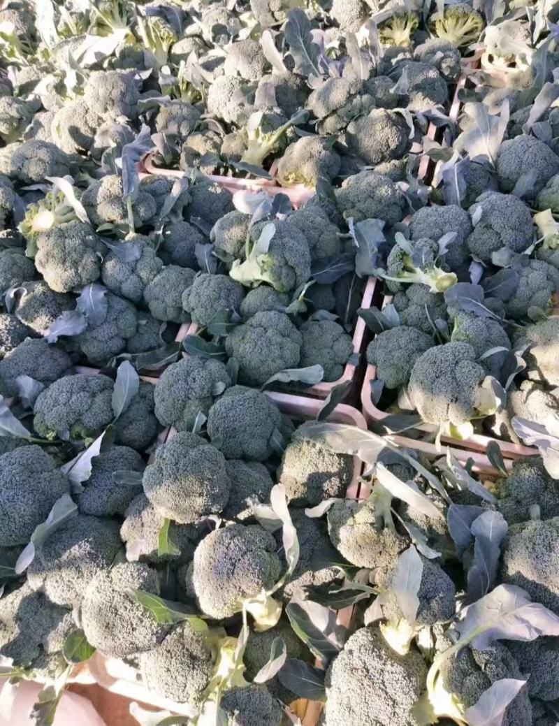西兰花大量上市，有需要联系，产地直供，物美价廉