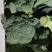 西兰花大量上市，有需要联系，产地直供，物美价廉