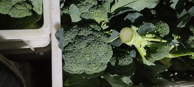 西兰花大量上市，有需要联系，产地直供，物美价廉