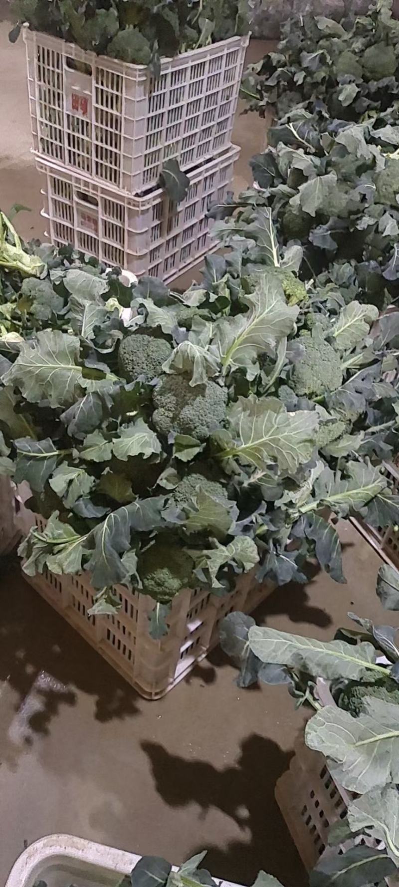 西兰花大量上市，有需要联系，产地直供，物美价廉